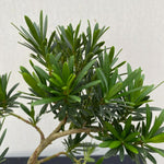 Bonsai Tree Hessian Plant Gift close up of bonsai podocarpus indoor plant 3