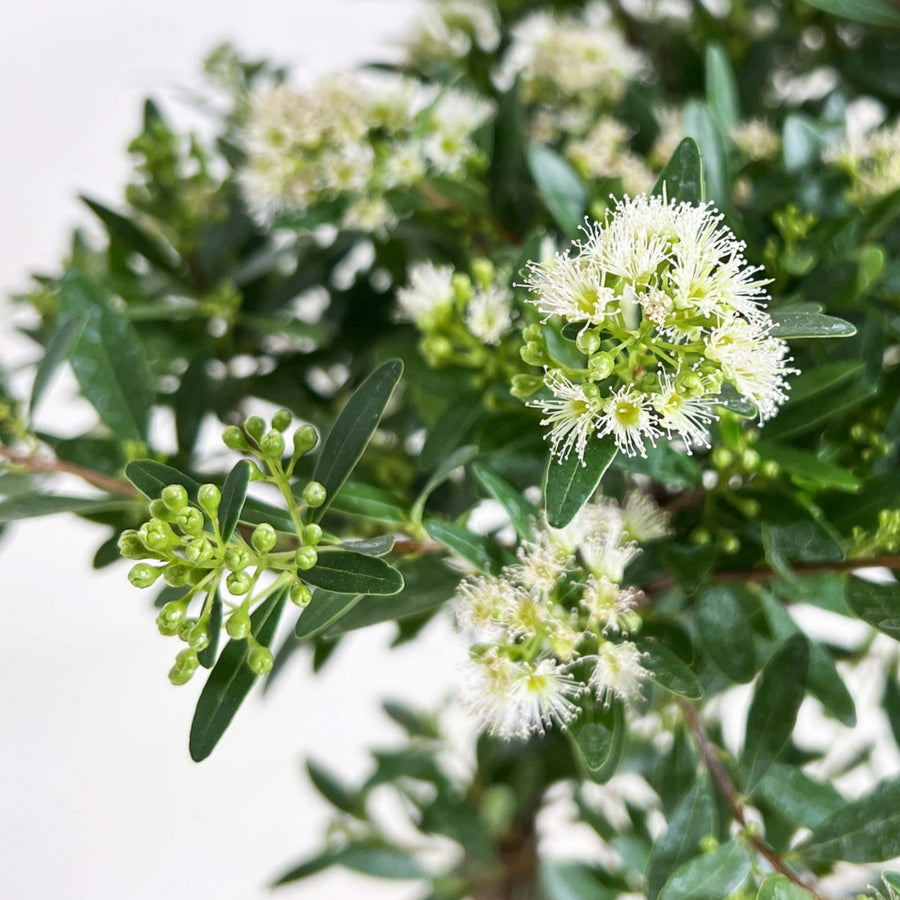 Bonsai Tree Hessian Plant Gift close up of bonsai syzygium indoor plant 1