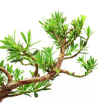 Bonsai Tree Hessian Plant Gift close up of bonsai podocarpus indoor plant 4