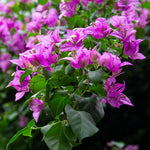 Bougainvillea Alexandra Close up of vibrant pink Bougainvillea Alexandra blooms with rich green foliage in a garden setting. 1