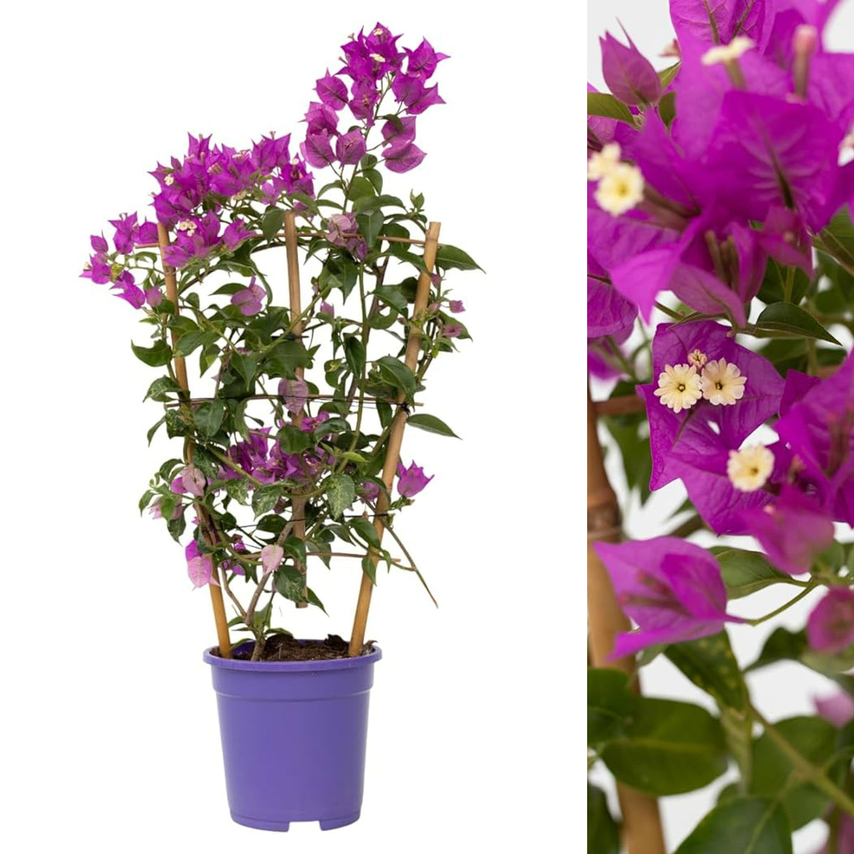 Bougainvillea Alexandra Bougainvillea Alexandra plant in a purple pot, supported by bamboo canes, with a close up detail of magenta bracts and tiny white flowers. 2
