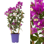 Bougainvillea Alexandra Bougainvillea Alexandra plant in a purple pot, supported by bamboo canes, with a close up detail of magenta bracts and tiny white flowers. 2