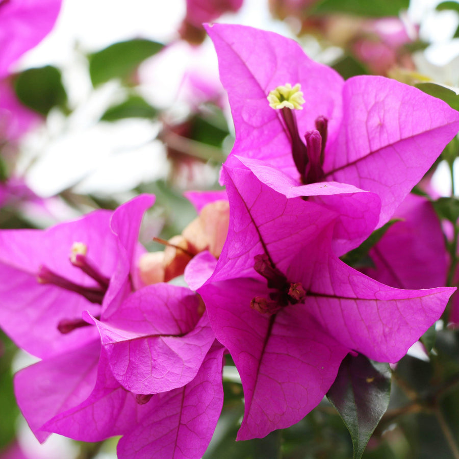 Bougainvillea Alexandra Macro view of vivid magenta Bougainvillea Alexandra bracts with small creamy white flowers at the centre. 3