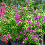 Bougainvillea Alexandra Bougainvillea Alexandra plants in black nursery pots with bright pink flowers, displayed outdoors at a garden centre. 4
