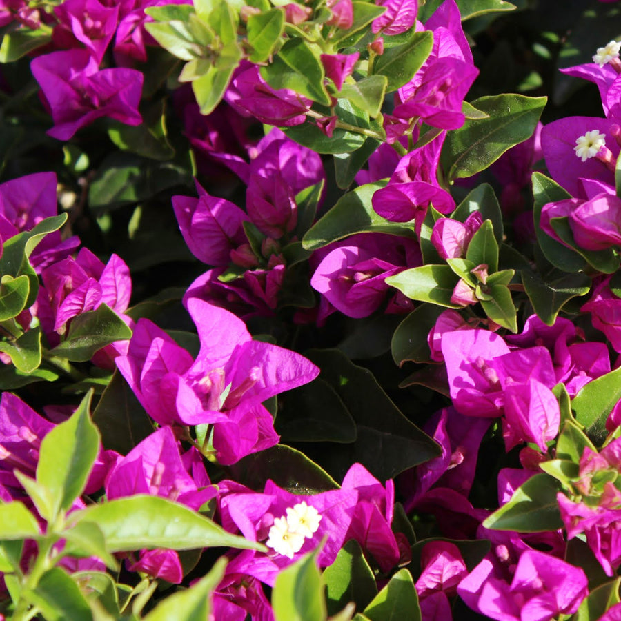Bougainvillea Alexandra Dense cluster of Bougainvillea Alexandra blooms with deep pink bracts and contrasting white central flowers amid lush green leaves. 5