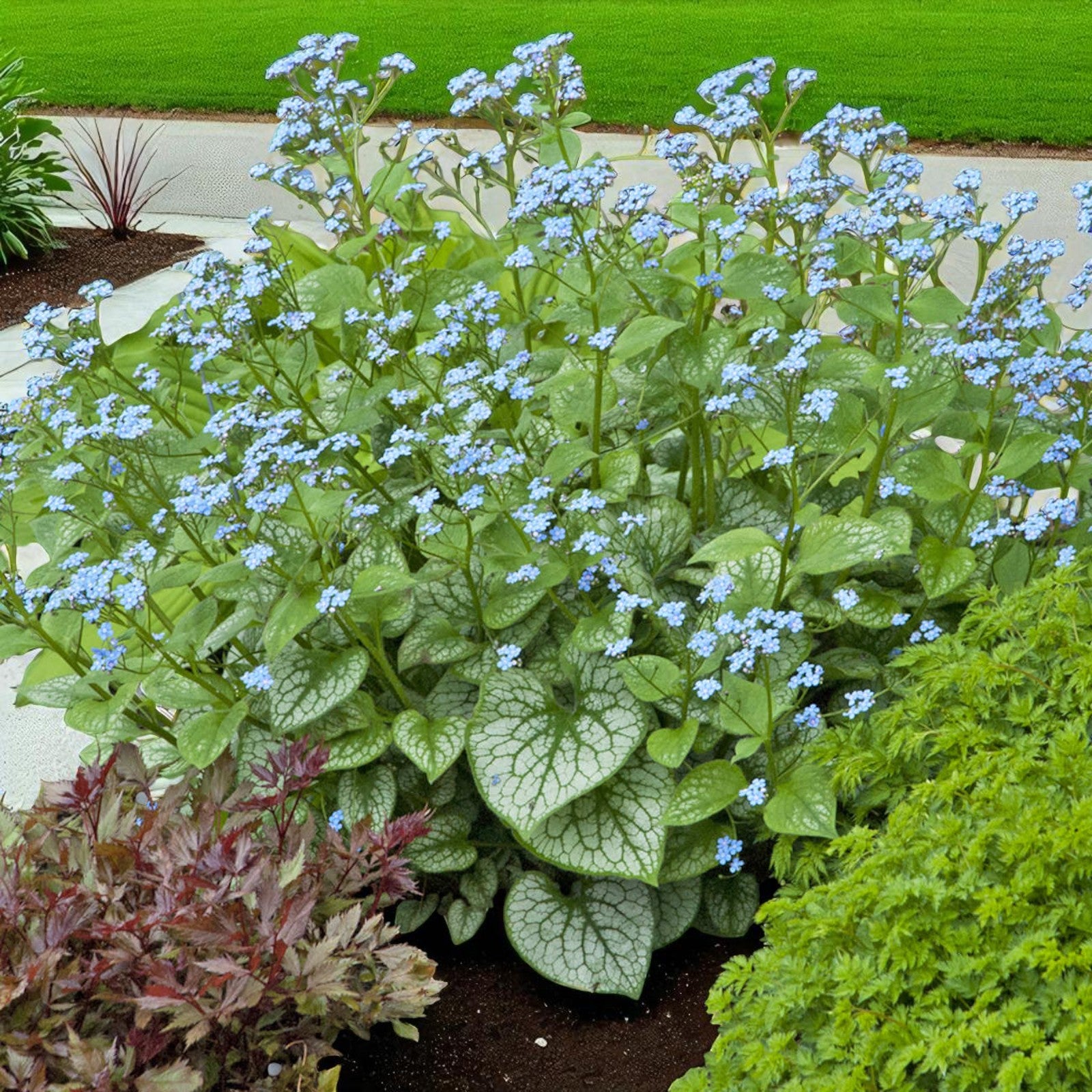 Brunnera Macrophylla Jack Frost Bare Root brunnera-macrophylla-jack-frost-bare-root
