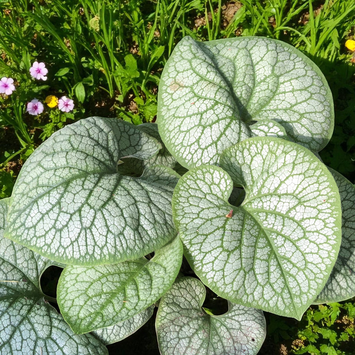 Brunnera Macrophylla Jack Frost Bare Root  2