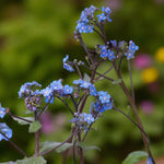 Papaver, Epimedium & Brunnera Bare Root Mix  4