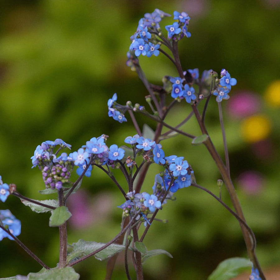 Papaver, Epimedium & Brunnera Bare Root Mix  4