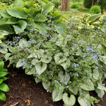 Brunnera Macrophylla Jack Frost Bare Root  4