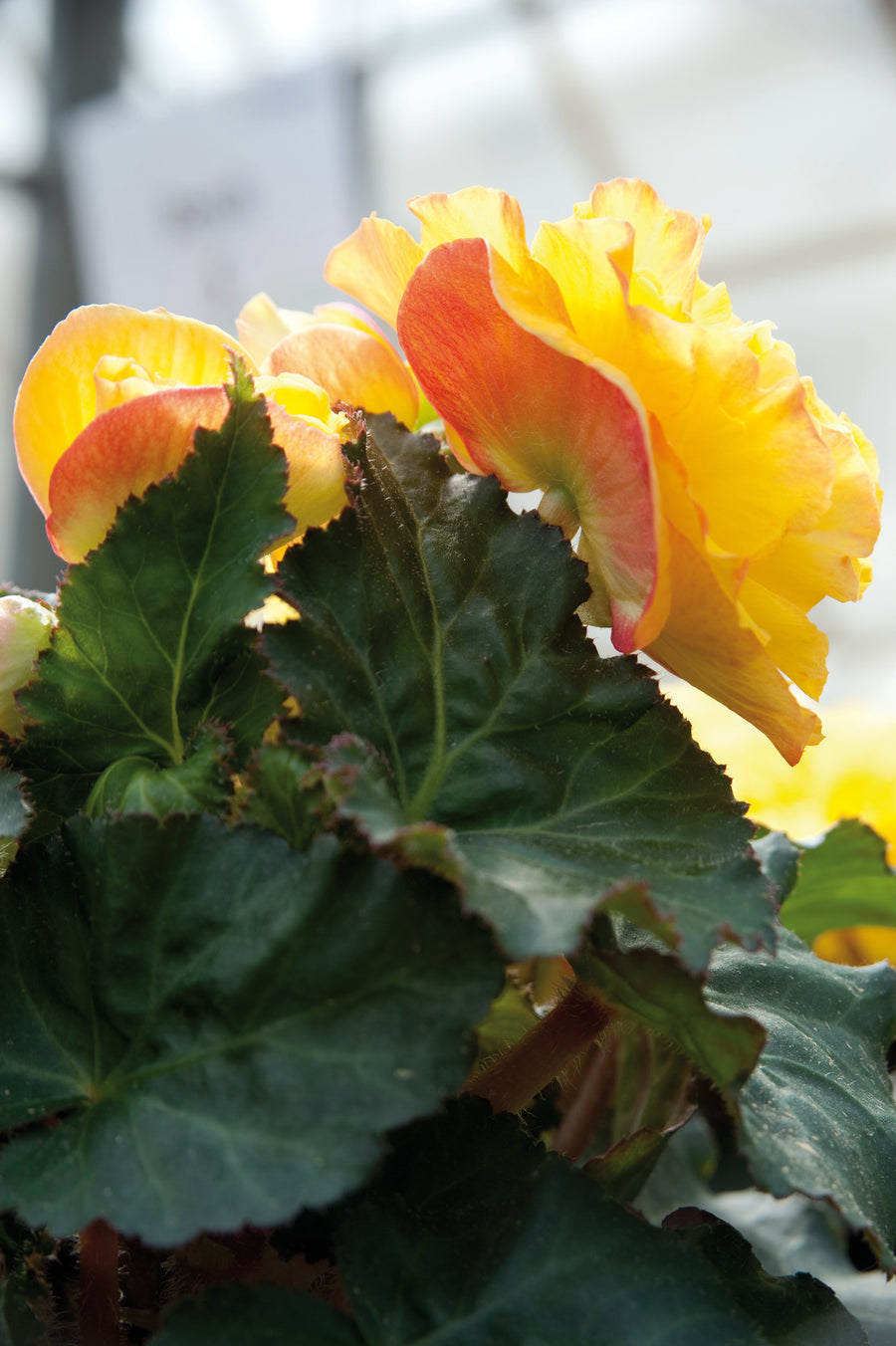 Begonia Nonstop Bedding Plants  11