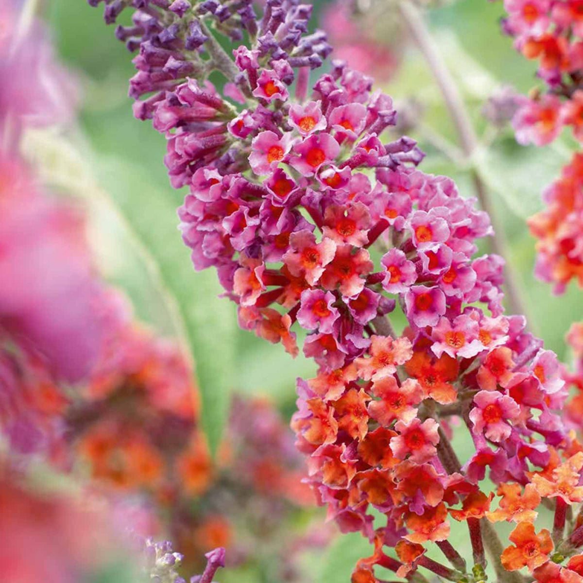 Buddleia Flower Power A close up of Buddleia 'Flower Power' flowers, showing a striking blend of purple, pink, and orange blooms on a green leafy background 4