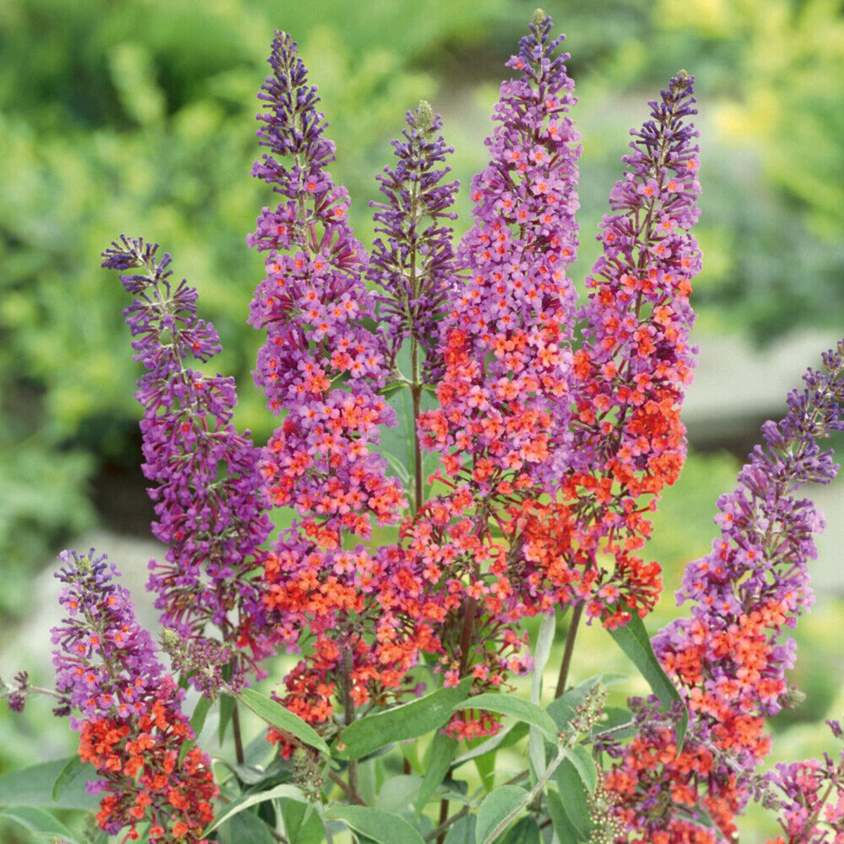 Buddleia Flower Power A full view of multiple Buddleia 'Flower Power' flower spikes in vibrant shades of purple, pink, and orange, set in a garden with soft focus greenery. 3
