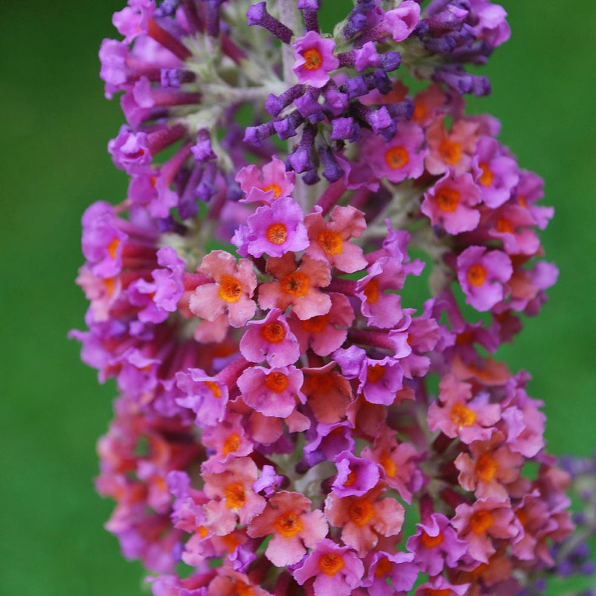 Buddleia Flower Power A detailed view of a single Buddleia 'Flower Power' flower spike, with small clustered flowers transitioning from orange to pink to purple. 2