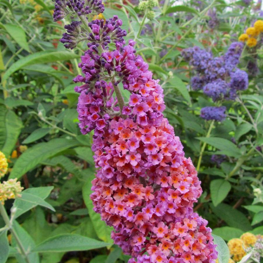 Buddleia Flower Power Buddleia 'Flower Power' in a garden bed, with a flower spike displaying a vibrant gradient of orange and pink blooms, surrounded by other buddleias in the background. 1