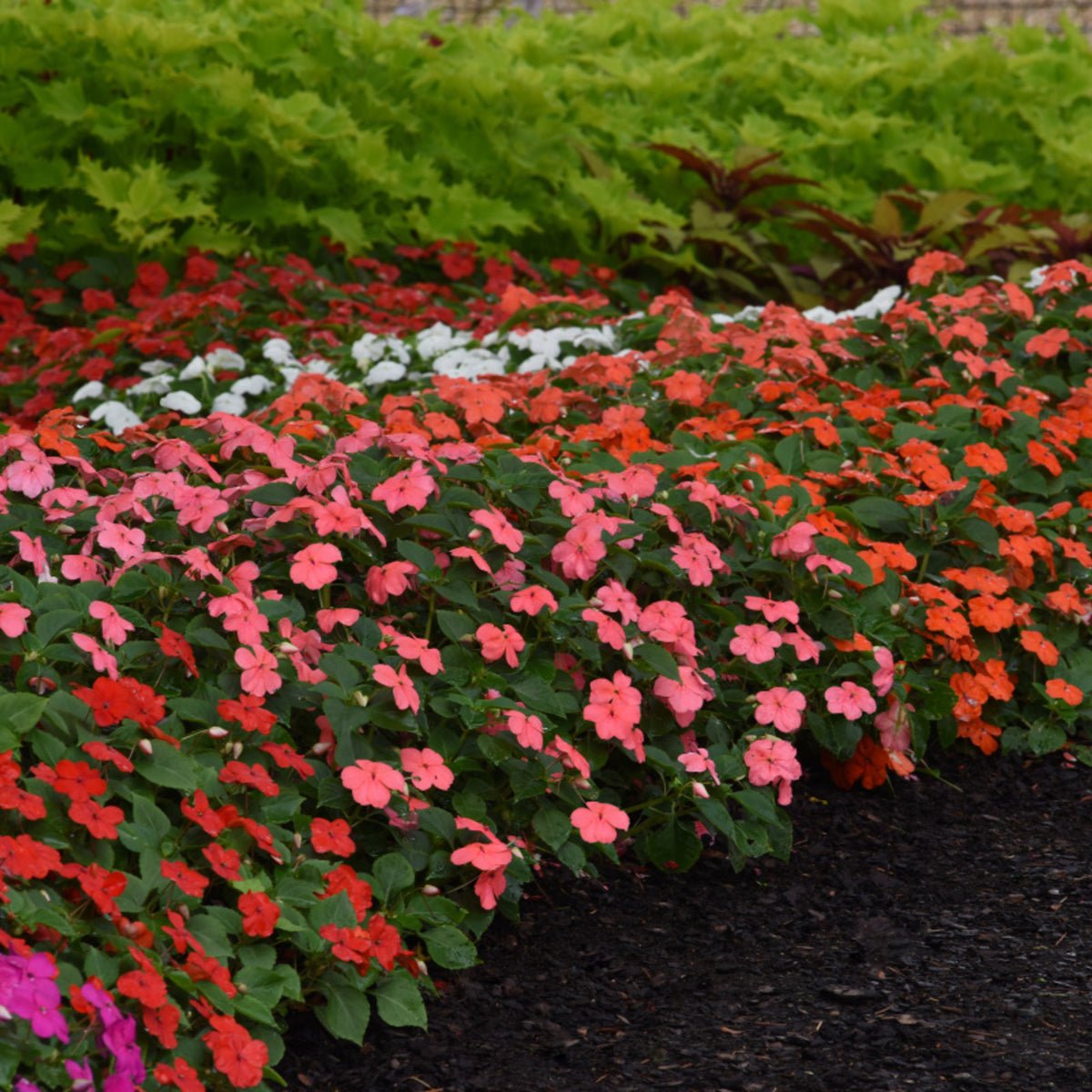 Busy Lizzie Bedding Plants A densely planted garden bed filled with impatiens Busy Lizzie in varying shades of red, pink, orange, and white, creating a bold colour display in front of green foliage. 7