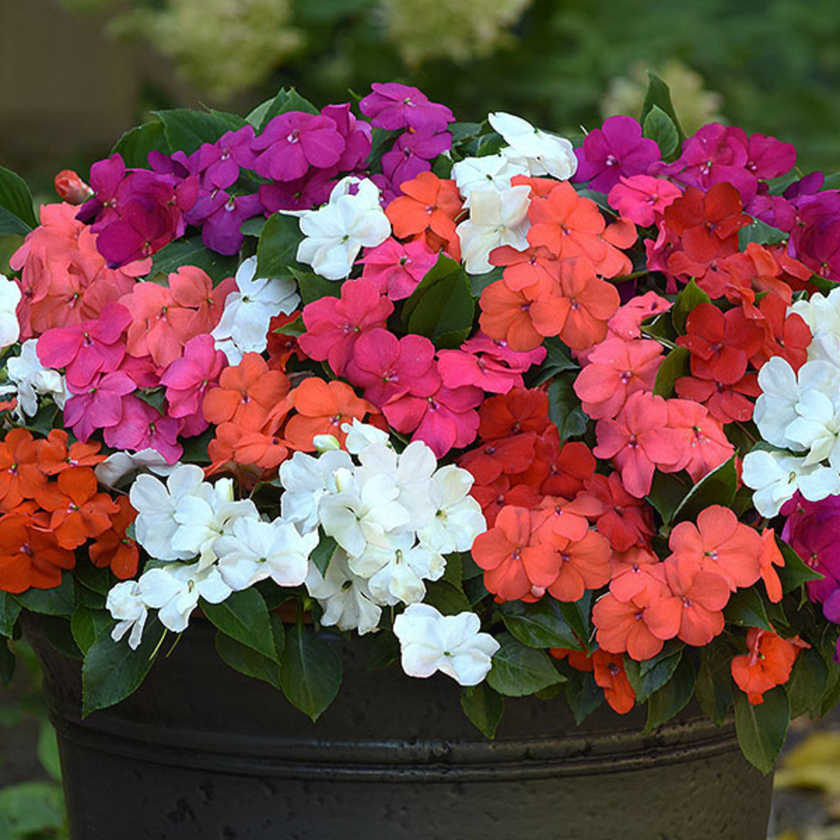 Busy Lizzie Bedding Plants A black container overflowing with a vibrant mix of impatiens Busy Lizzie in white, red, pink, orange, and purple, with lush green foliage. 6