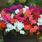 Busy Lizzie Bedding Plants A black container overflowing with a vibrant mix of impatiens Busy Lizzie in white, red, pink, orange, and purple, with lush green foliage. 6