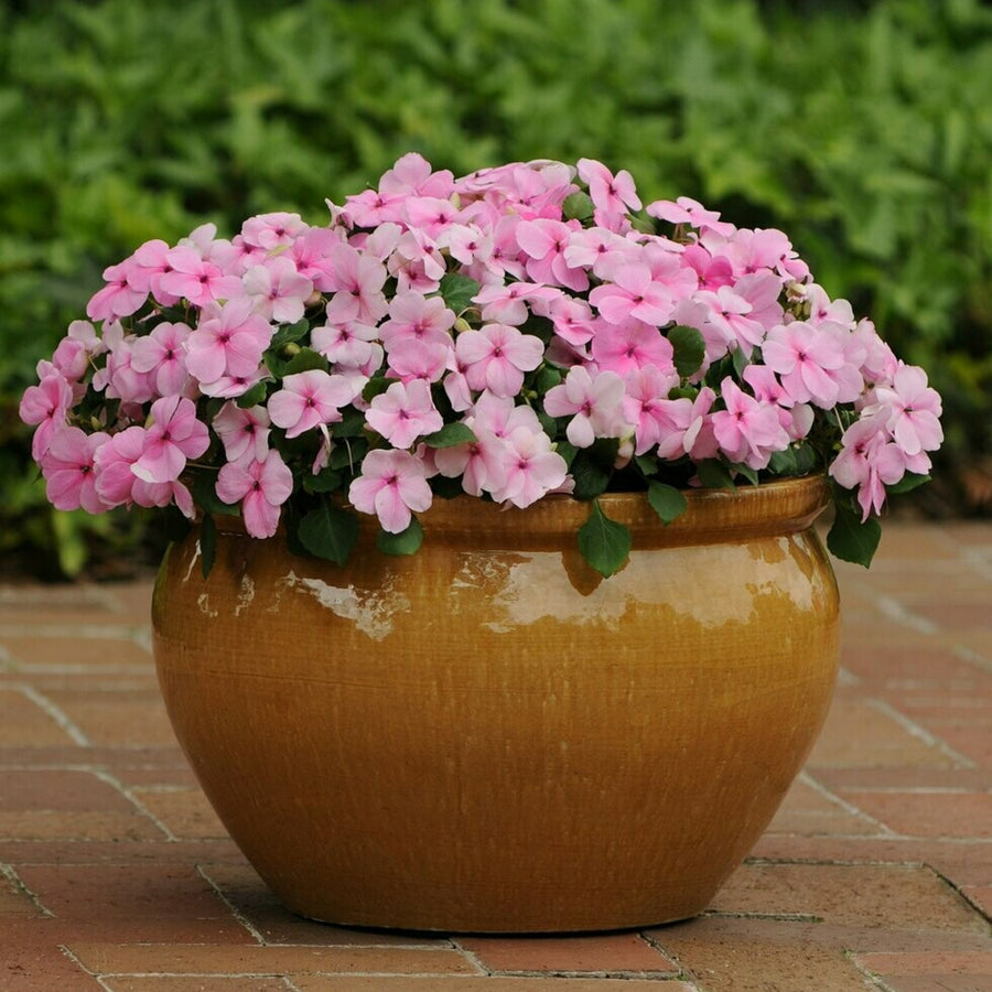 Busy Lizzie Impatiens Bedding Plants  A large terracotta pot overflowing with pink busy lizzie flowers, set on a brick patio with green foliage in the background. 3