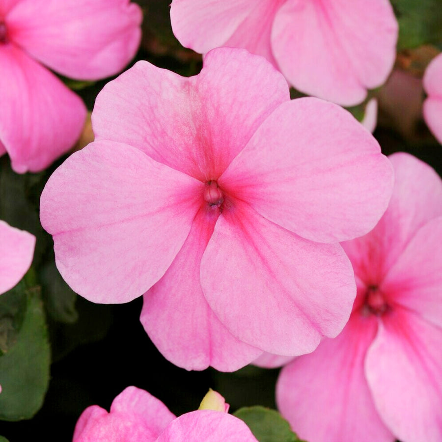 Busy Lizzie Impatiens Bedding Plants Close up of bright pink busy lizzie flowers, showing detailed petal texture and soft pink shading. 4
