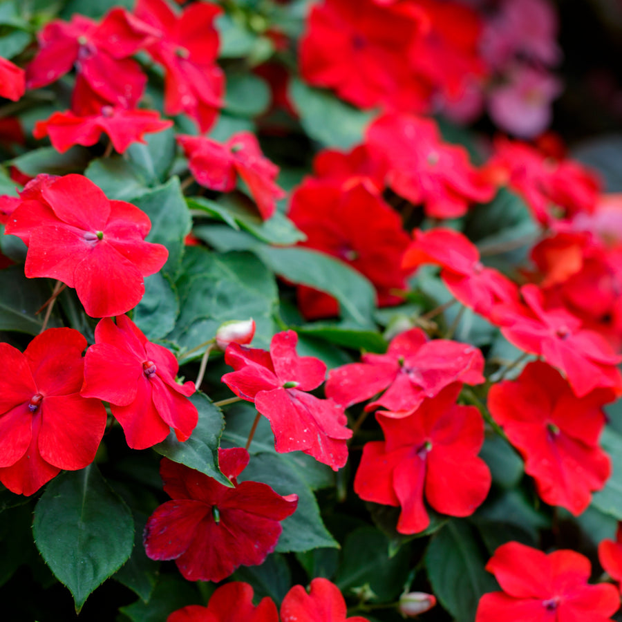 Busy Lizzie Impatiens Bedding Plants A close up view of vibrant red impatiens (Busy Lizzie) flowers blooming densely against a backdrop of rich green foliage. 9