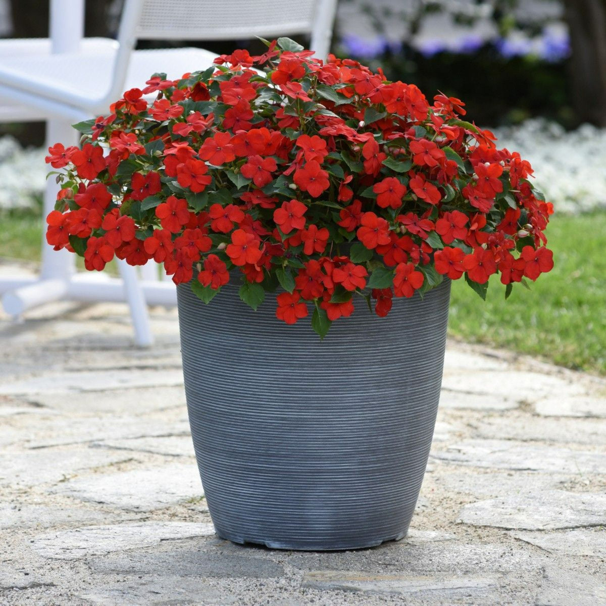 Busy Lizzie Bedding Plants A patio scene featuring a grey pot overflowing with bright red impatiens (Busy Lizzie) flowers in full bloom. 8