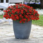 Busy Lizzie Bedding Plants A patio scene featuring a grey pot overflowing with bright red impatiens (Busy Lizzie) flowers in full bloom. 8
