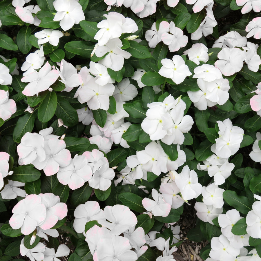 Busy Lizzie Impatiens Bedding Plants Dense cluster of white busy lizzie flowers with dark green foliage, some petals tinged faintly with pink. 1