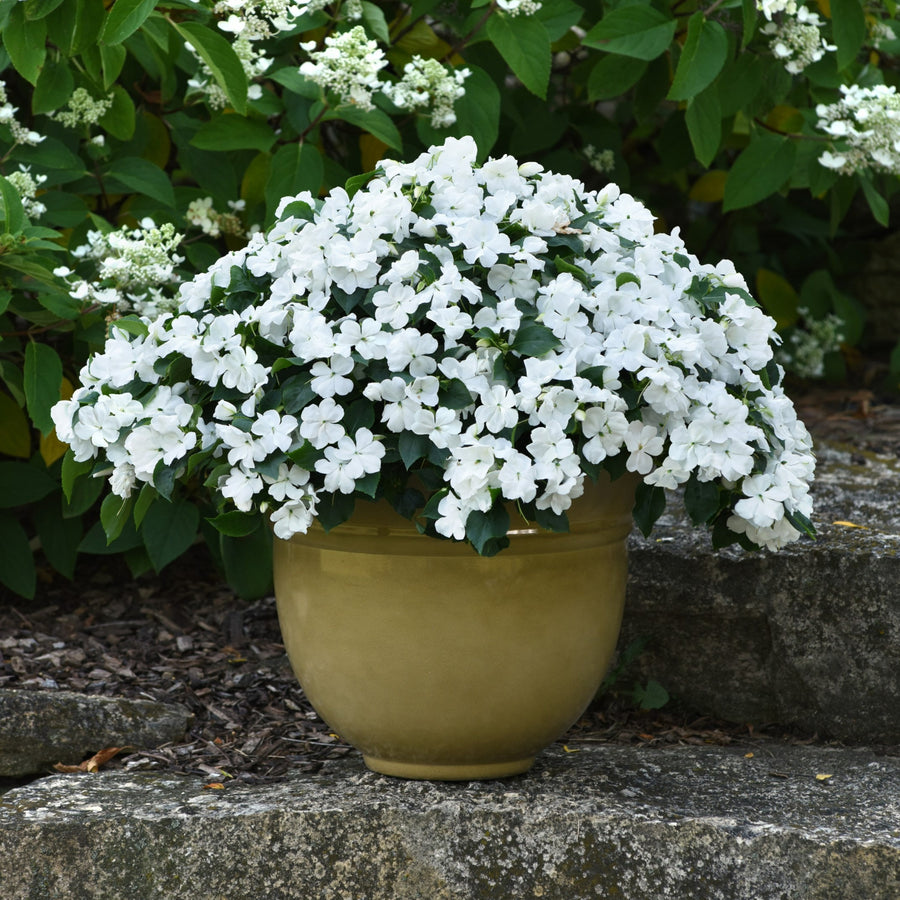 Busy Lizzie Impatiens Bedding Plants A large beige pot filled with white busy lizzie flowers, placed on stone steps with flowering shrubs in the background. 5