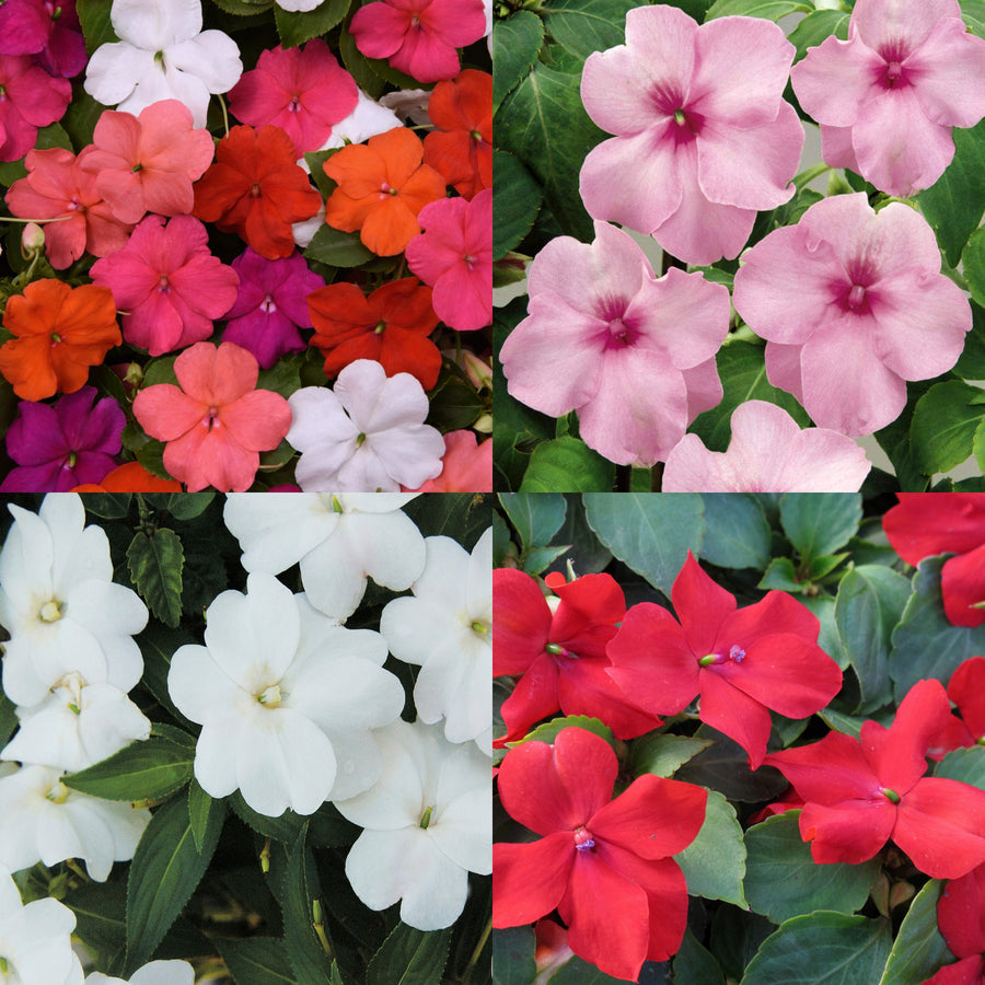 Busy Lizzie Impatiens Bedding Plants A collage of impatiens (Busy Lizzie) varieties showing flowers in mixed colours — including white, red, pink, orange and fuchsia — each set against green leaves. 1