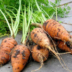 Baby Carrot Chantenay  3