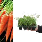 Baby Carrot Chantenay  4