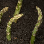 Asparagus Backlim Crowns  4