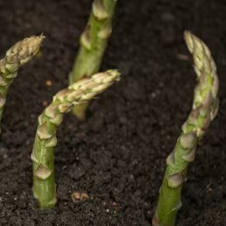 Asparagus Backlim Crowns  4
