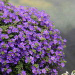 Bacopa Bedding Plants  11