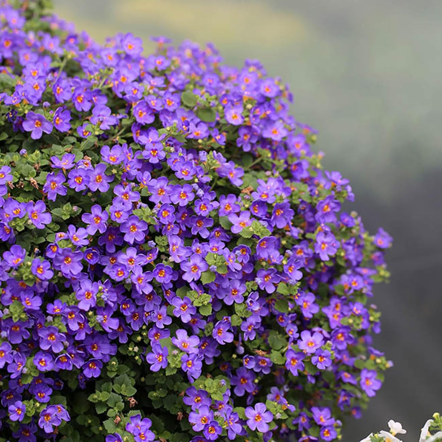 Bacopa Bedding Plants  11
