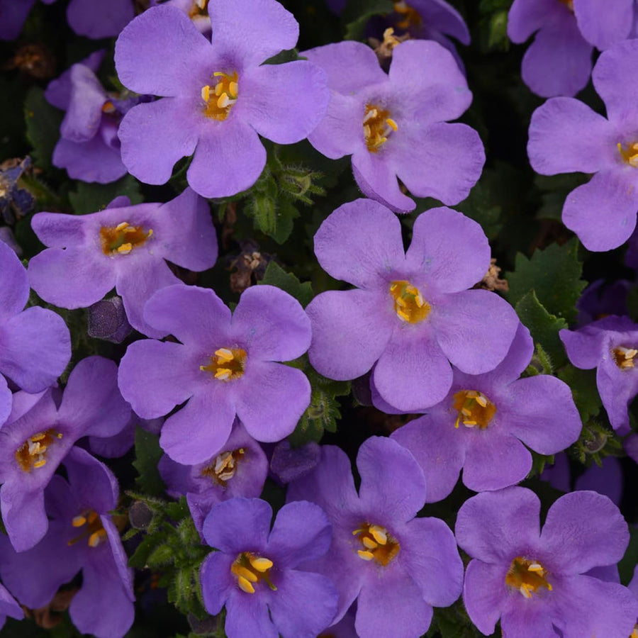 Bacopa Bedding Plants  8