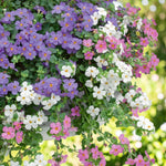 Bacopa Mix Bedding Plants  2