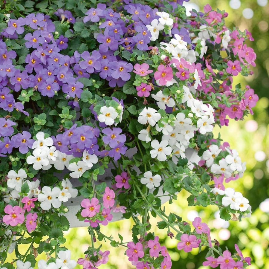 Bacopa Mix Bedding Plants  2