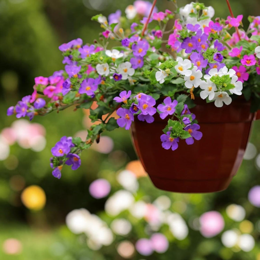 Bacopa Mix Bedding Plants  3