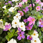 Bacopa Mix Bedding Plants  1