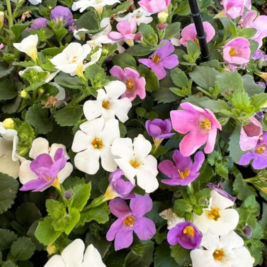Bacopa Mix Bedding Plants  1
