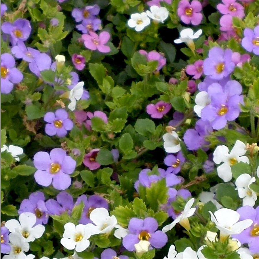 Bacopa Mix Bedding Plants  4