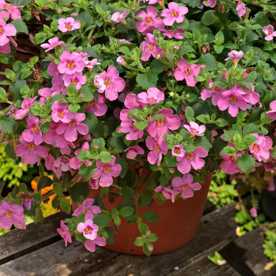 Bacopa Bedding Plants  10