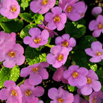 Bacopa Bedding Plants  2
