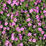 Bacopa Pink Bedding Plants  4