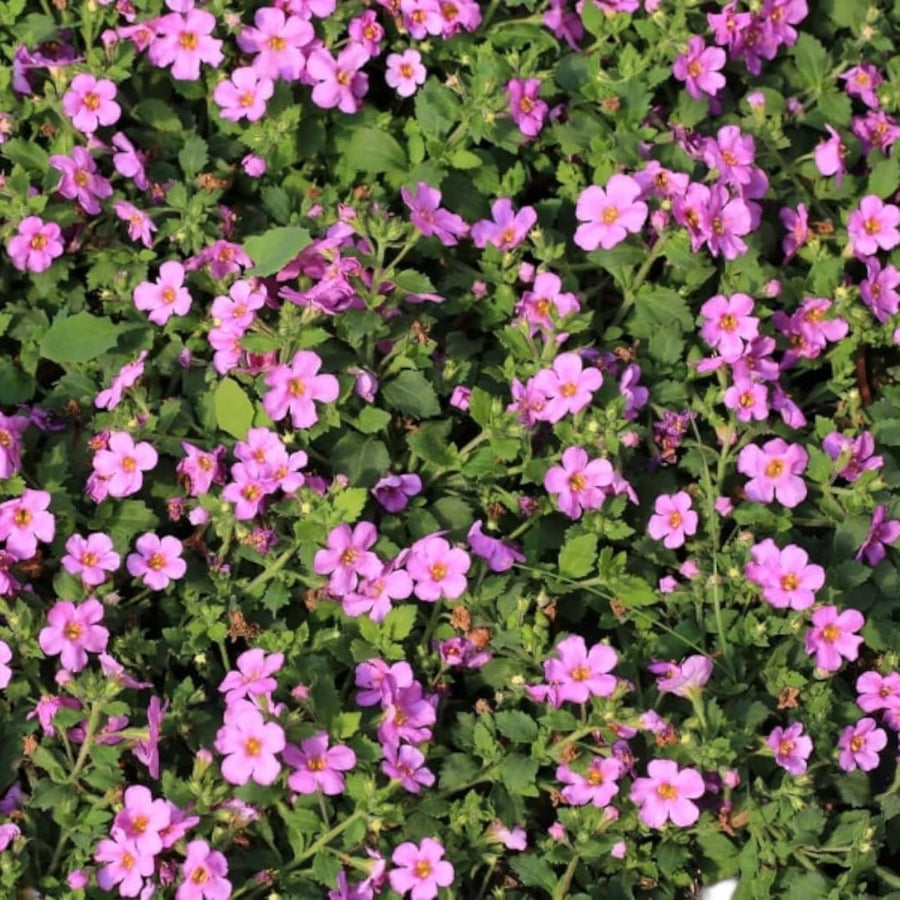Bacopa Pink Bedding Plants  4