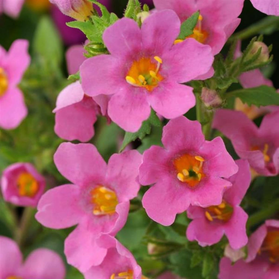 Bacopa Bedding Plants  9
