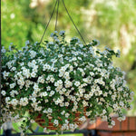 Bacopa Bedding Plants  7