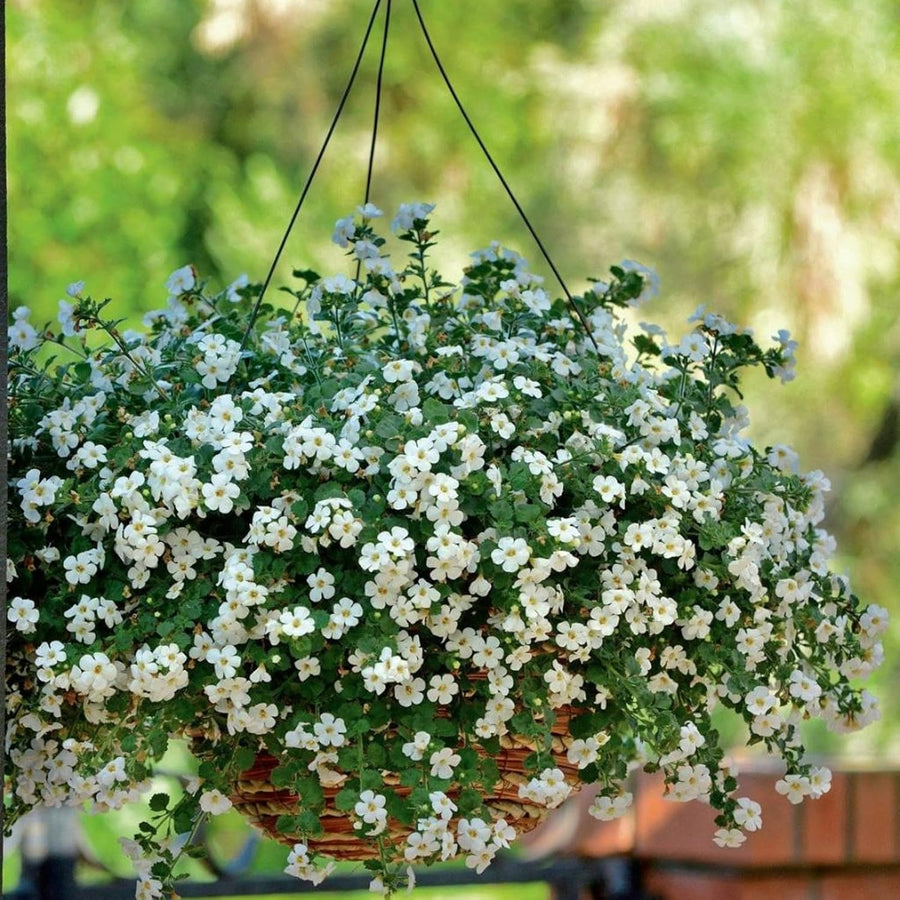Bacopa Bedding Plants  7